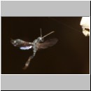 Gasteruption cf assectator - Gichtwespe w05c 9mm.jpg